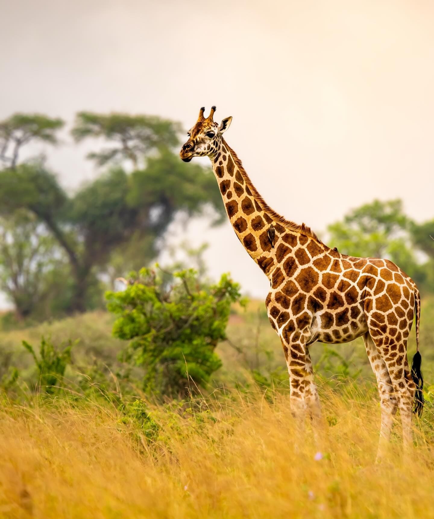 kenya